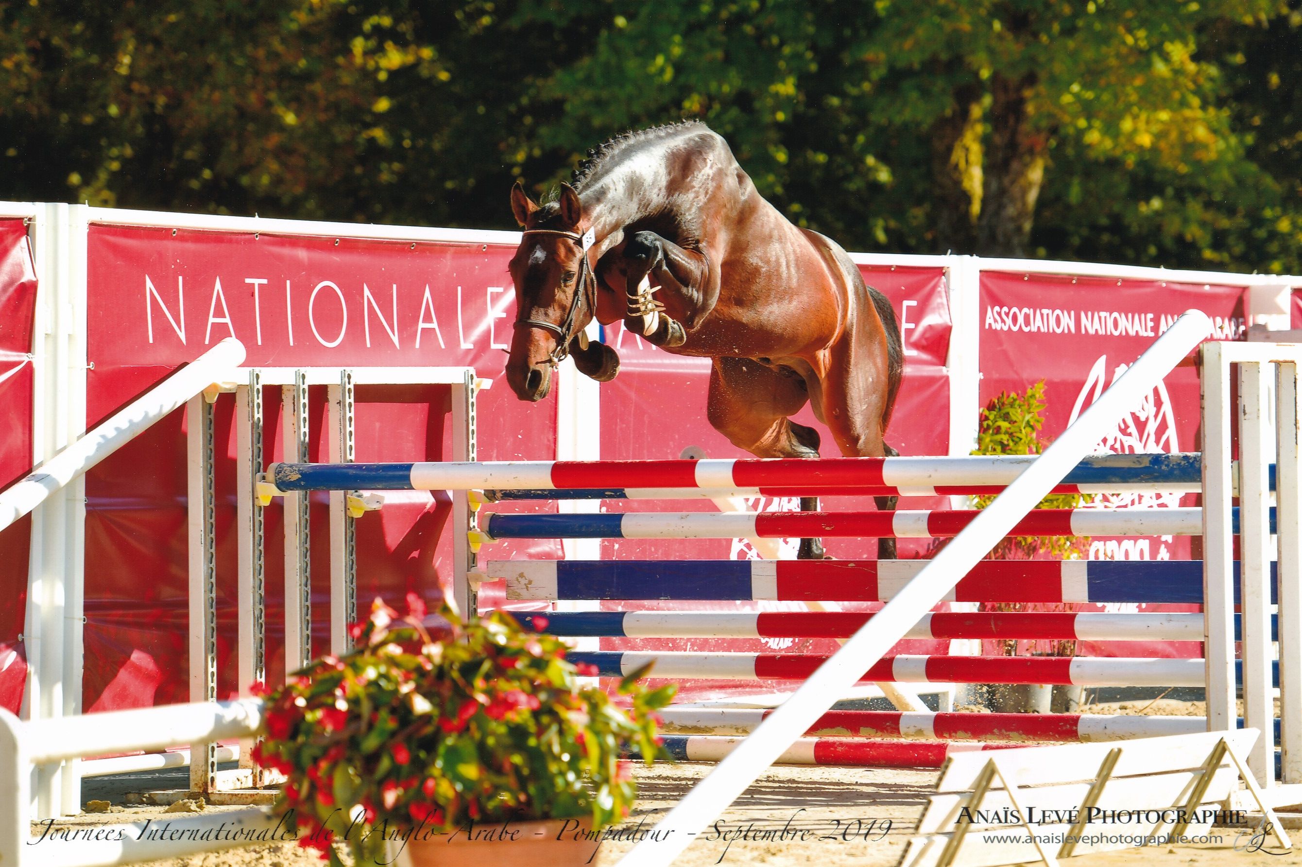 garogorille 3 ans AA 